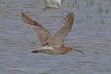 30624AC Curlew
