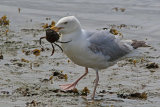 30655AC Herring Gull