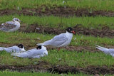 30661AC Mediterranean Gull