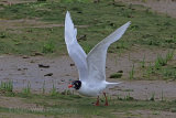 30680AC Mediterranean Gull