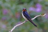 30688AC Swallow