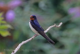 30692AC Swallow