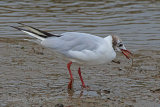 30750AC Black-headed Gull