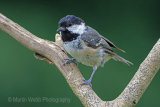 30761AC Coal Tit