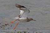 31093AC Redshank