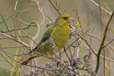31221AC Greenfinch
