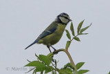 31237AC Blue Tit