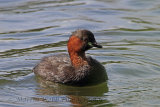 31264AC Little Grebe
