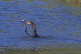 31277AC Cormorant