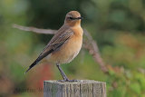 31307AC Northern Wheatear