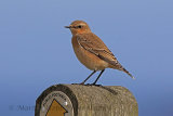 31313AC Northern Wheatear