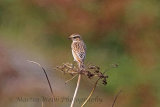 31338AC Whinchat