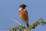 31351AC Stonechat