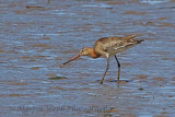 31471AC Black-tailed Godwit