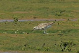 31495AC Grey Plover
