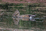 31503AC Gadwall