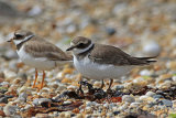 31537AC Ringed Plover