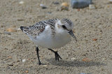 31550AC Sanderling