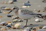 31556AC Sanderling
