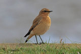 31600AC Northern Wheatear