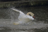31653AC Mute Swan