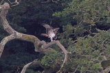 31664AC Osprey