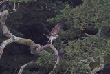 31683AC Osprey