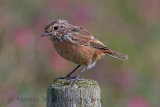 31714AC Stonechat