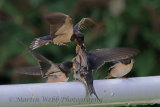 31773AC Swallow