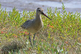 31778AC Bar-tailed Godwit