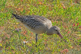 31786AC Bar-tailed Godwit