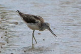 31810AC Greenshank
