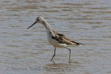 31818AC Greenshank
