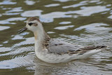 31887AC Grey Phalarope