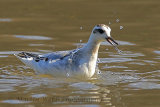 31981AC Grey Phalarope