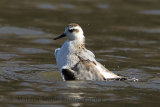 31995AC Grey Phalarope