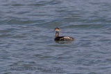 32151AC Black-necked Grebe