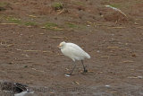 32176AC Cattle Egret