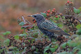 32186AC Starling