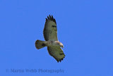 32264AC Common Buzzard