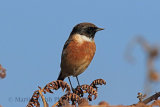 32270AC Stonechat