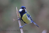 32305AC Great Tit