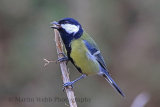 32308AC Great Tit