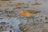 32343AC Black-tailed Godwit
