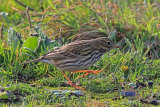 32397AC Meadow Pipit