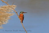 32411AC Kingfisher