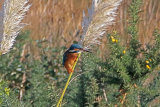 32418AC Kingfisher
