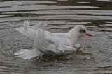 32451AC Mediterranean Gull