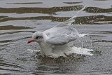 32452AC Mediterranean Gull