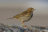 32464AC Meadow Pipit